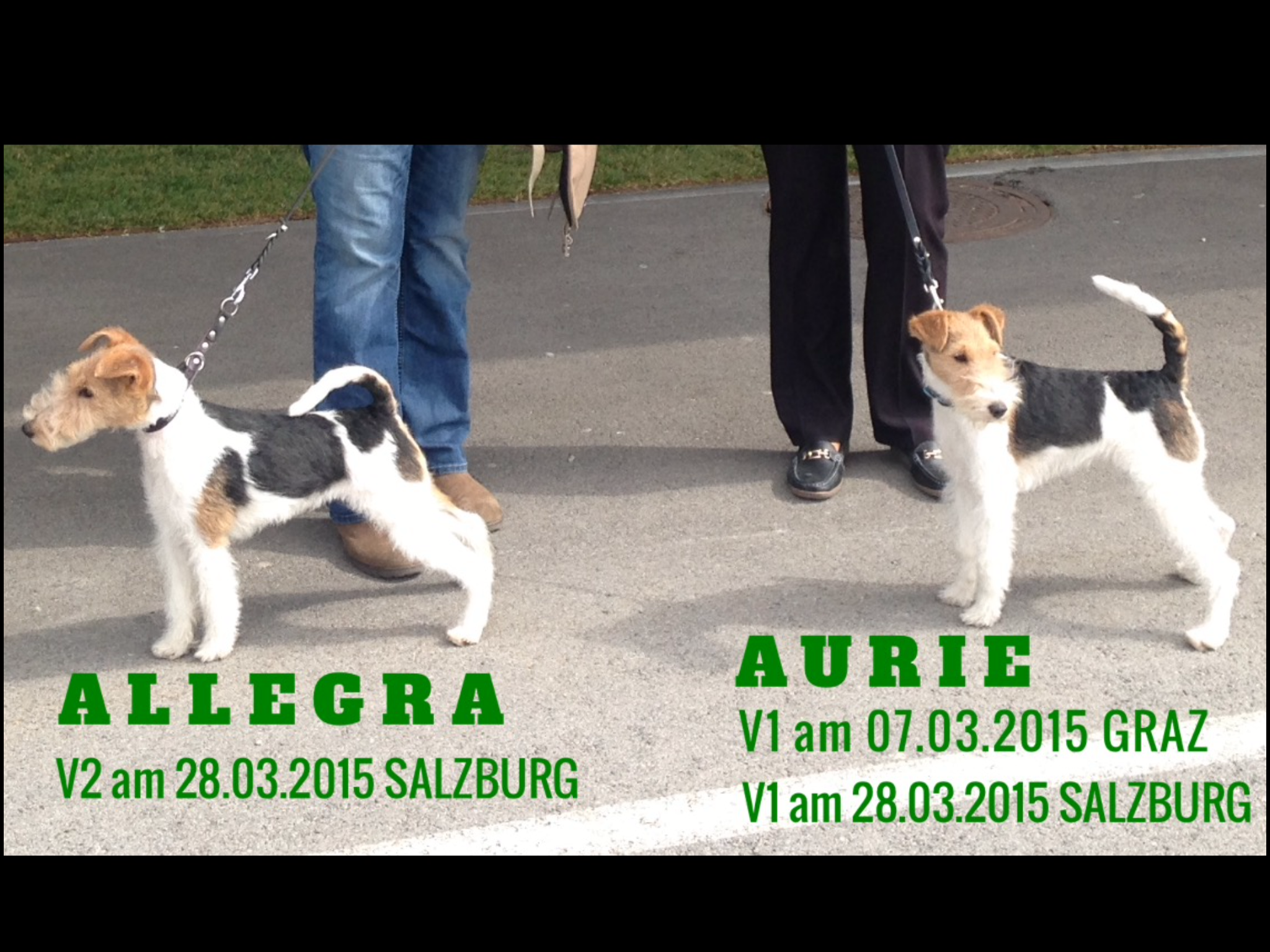 Die Schwestern Allegra & Arie, kurz vor ihrem Ausstellungserfolg, bei der internationalen Hundeausstellung, am 28. M&auml;rz in Salzburg.